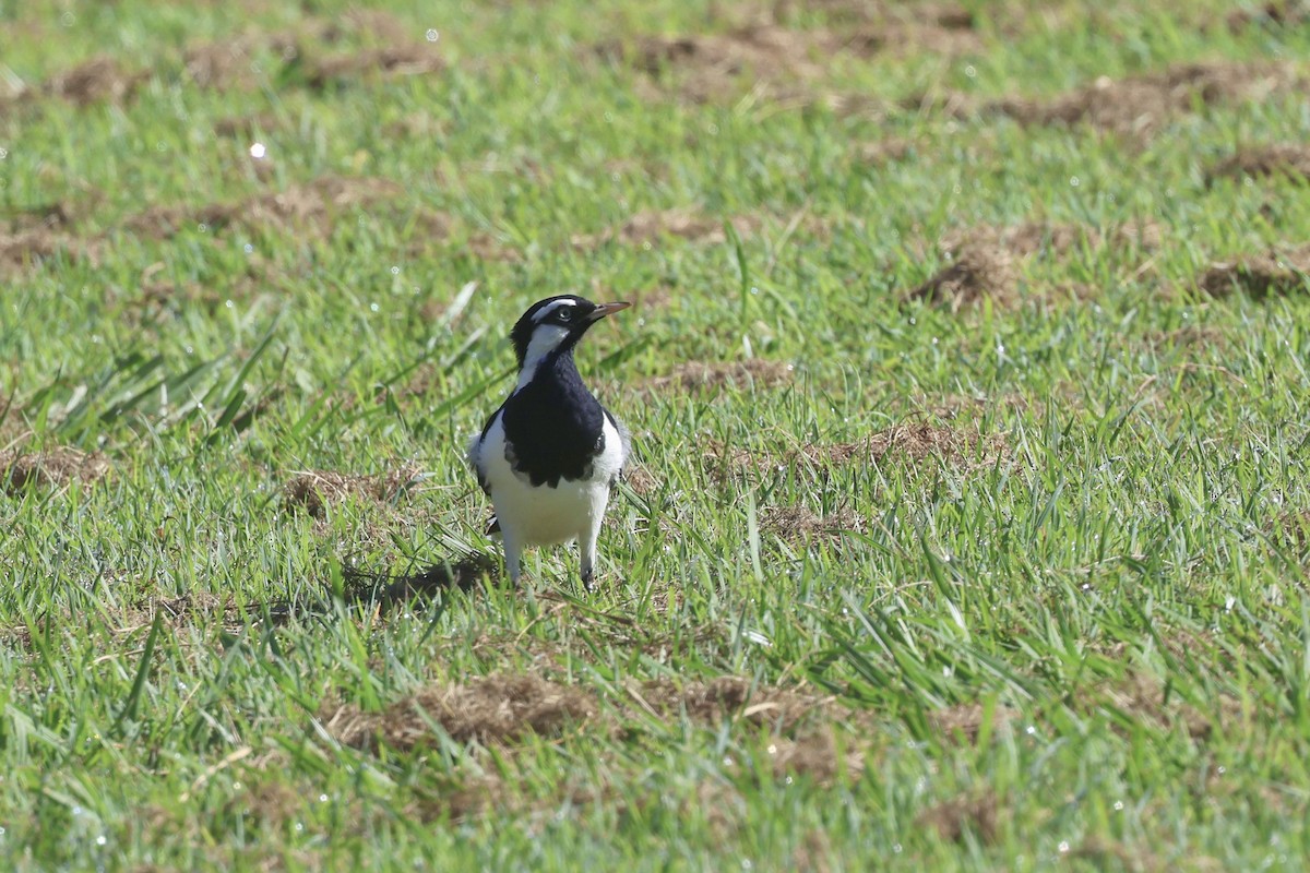 Magpie-lark - ML617623587