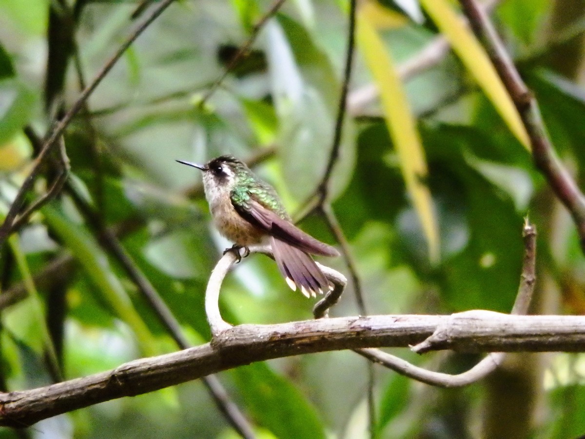 Speckled Hummingbird - ML617623595