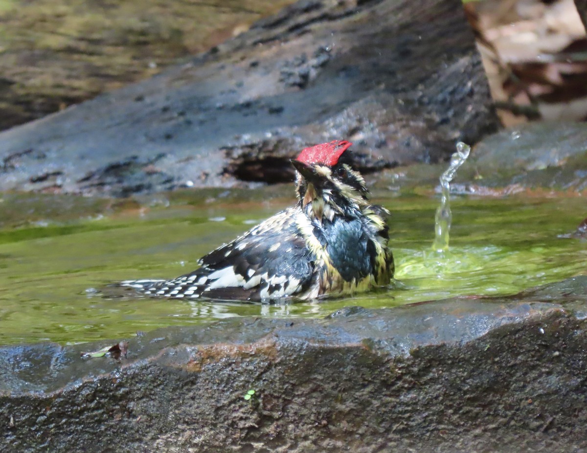 Yellow-bellied Sapsucker - ML617623605