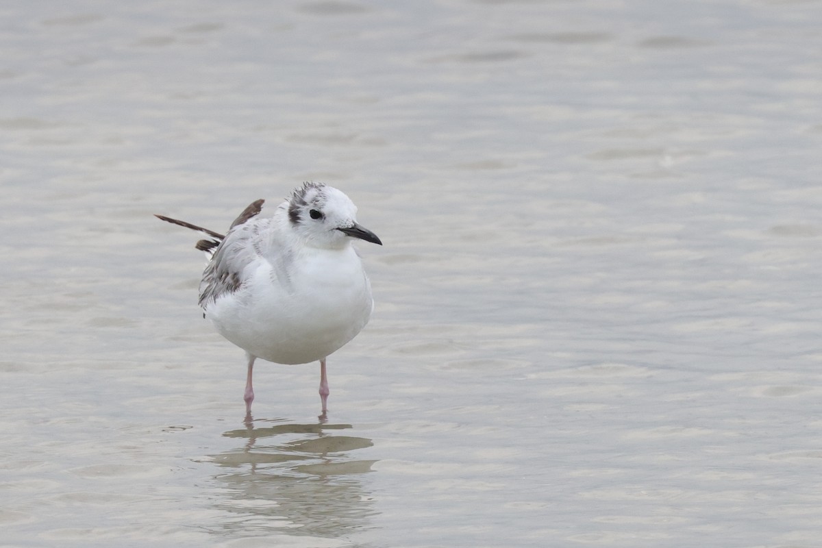 Mouette de Bonaparte - ML617623606