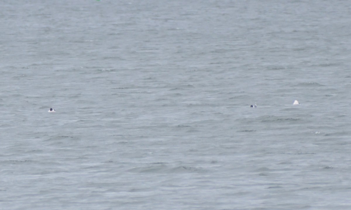 Franklin's Gull - ML617623632