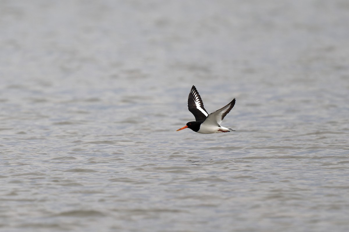 Eurasian Oystercatcher - Andreas Stadler