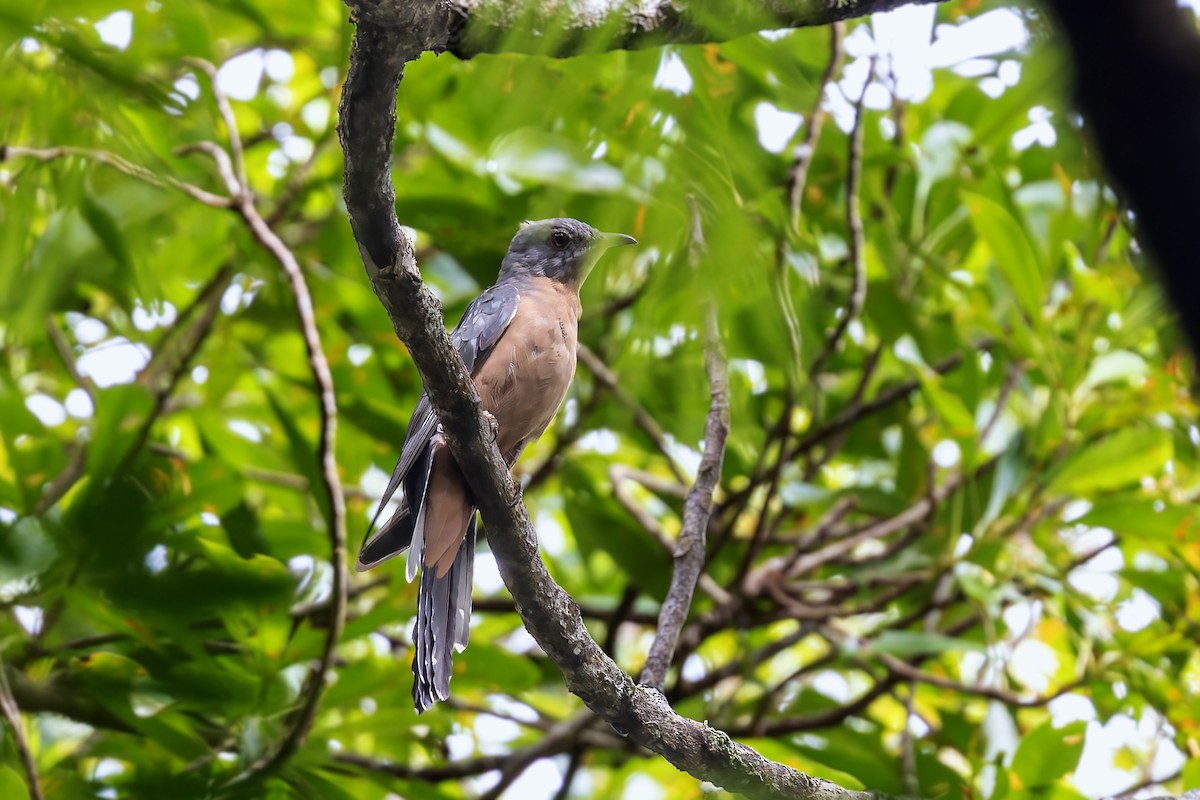 Fan-tailed Cuckoo - ML617623671