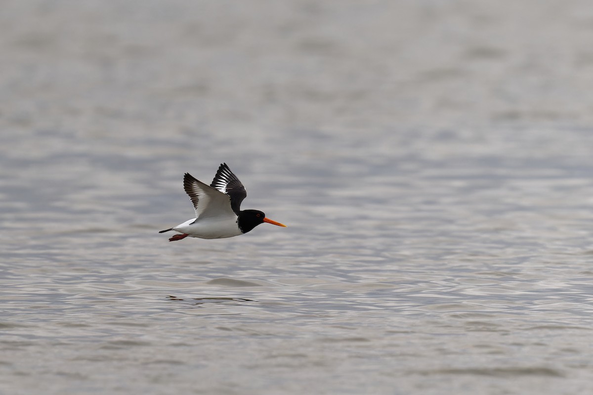 Eurasian Oystercatcher - ML617623673