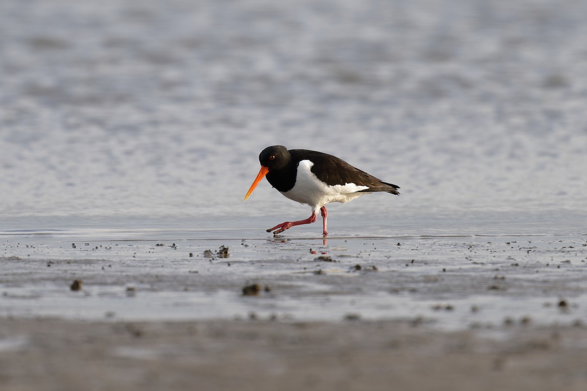 Eurasian Oystercatcher - ML617623697