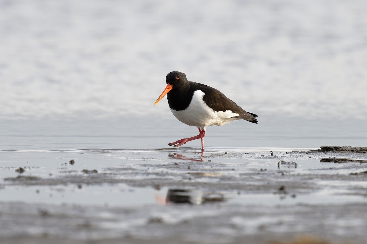 Eurasian Oystercatcher - ML617623701