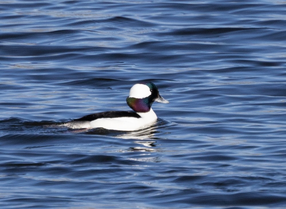 Bufflehead - ML617623703