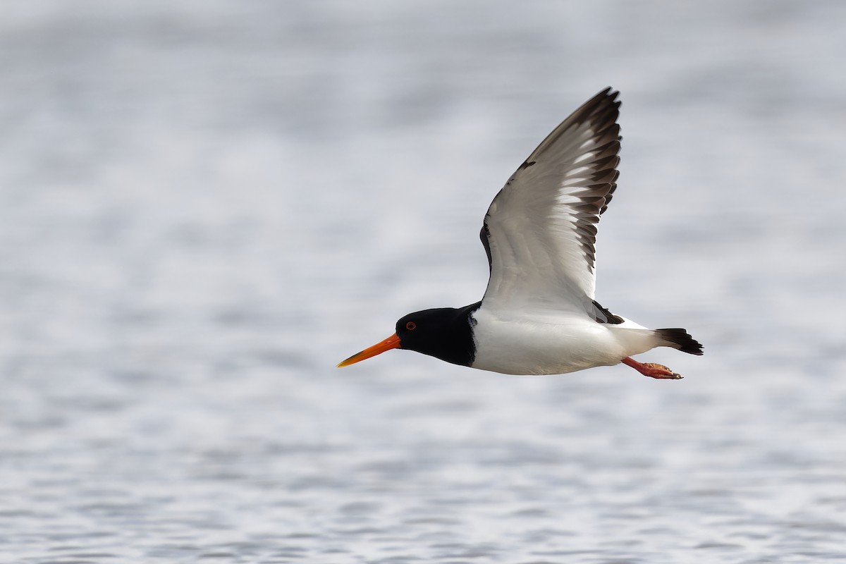 Eurasian Oystercatcher - ML617623710