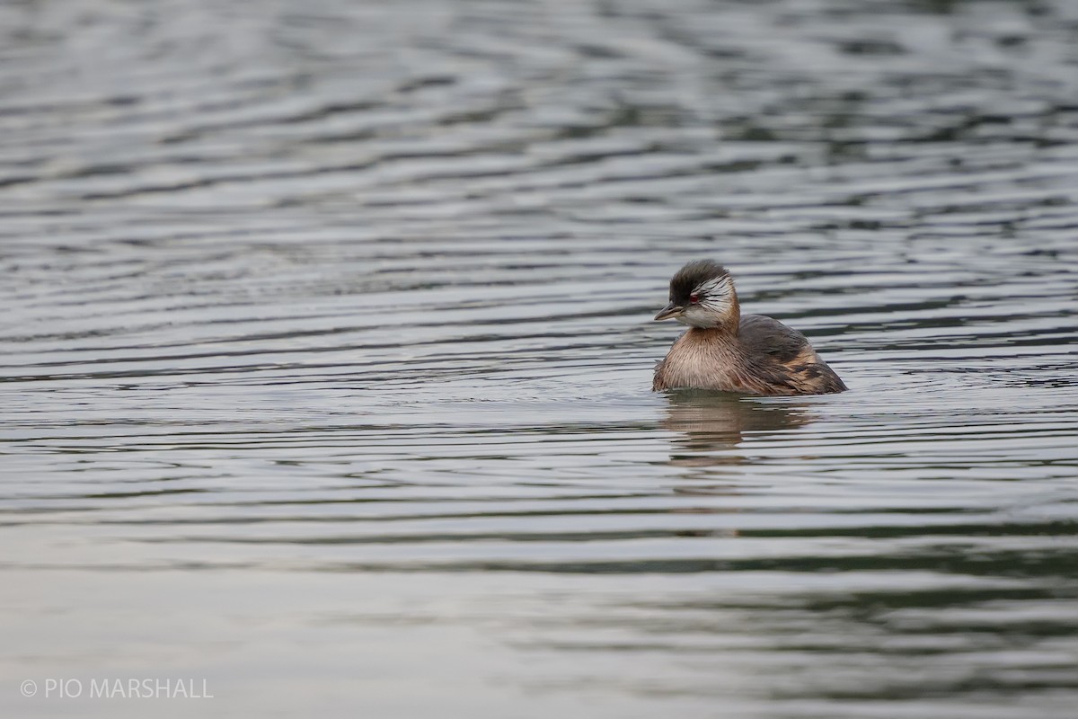 White-tufted Grebe - ML617623711