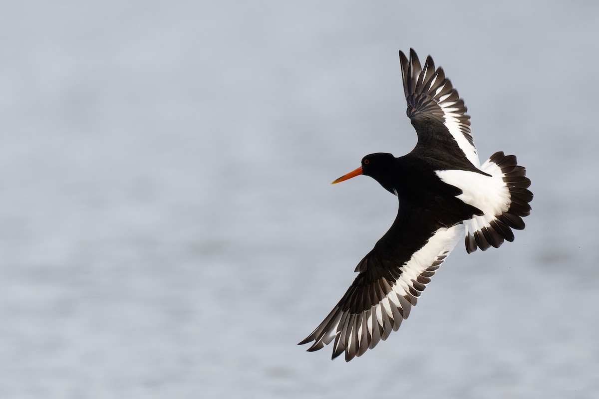 Eurasian Oystercatcher - ML617623716