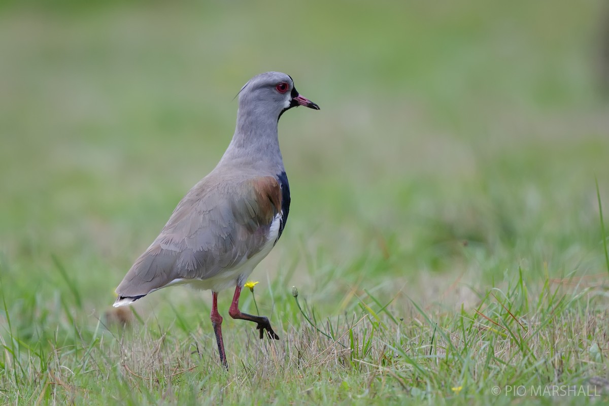 Southern Lapwing - ML617623724