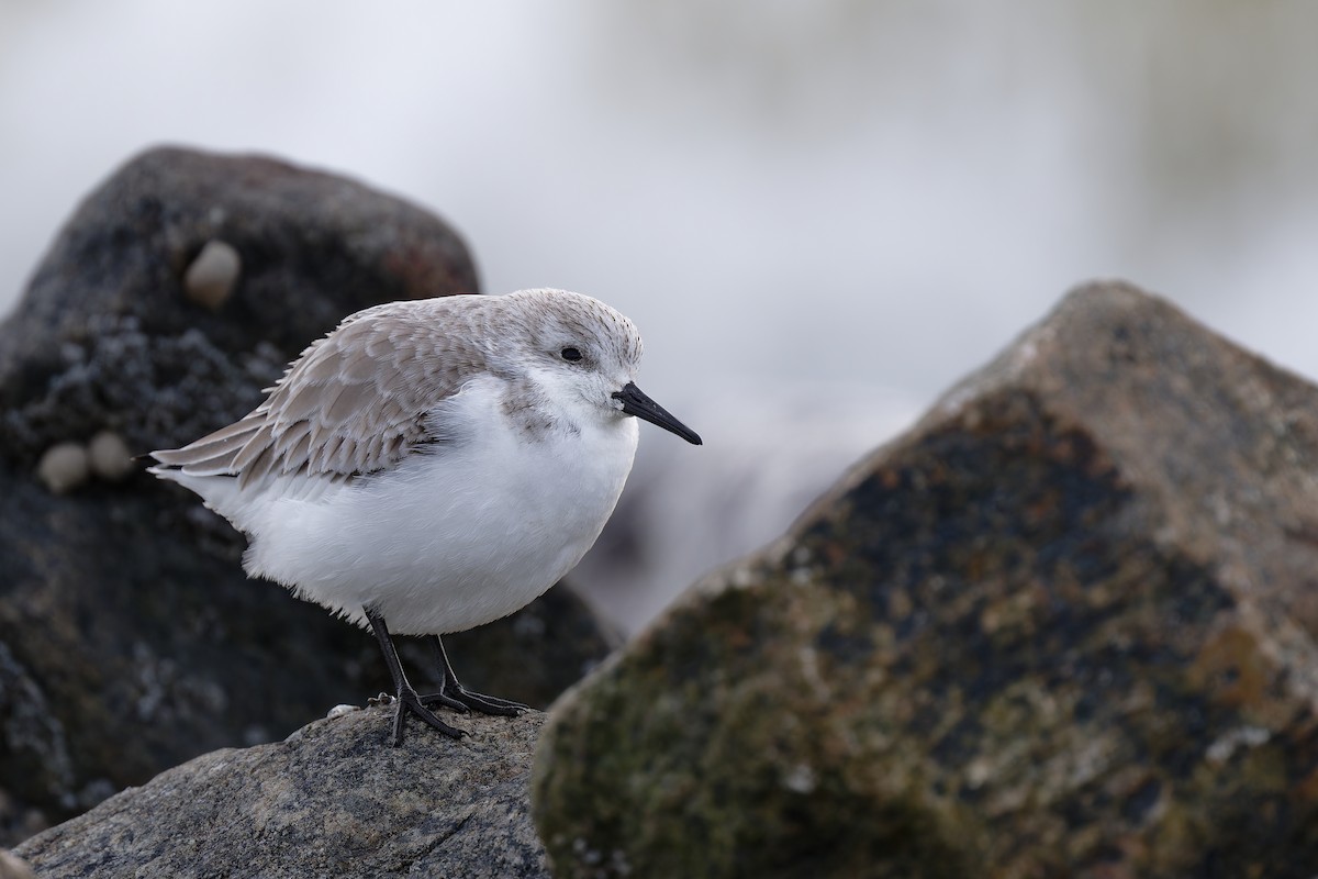 Bécasseau sanderling - ML617623730