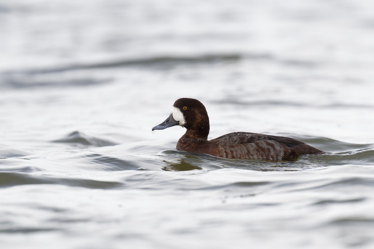 Greater Scaup - ML617623745