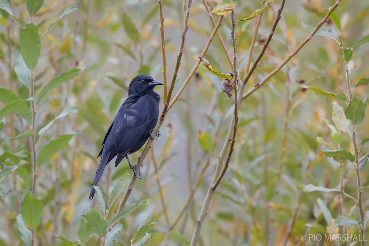 Austral Blackbird - Pio Marshall