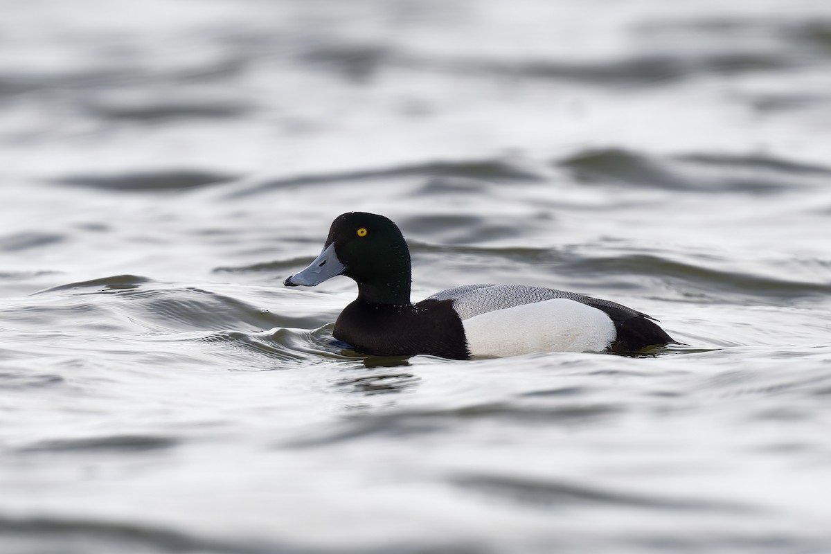 Greater Scaup - ML617623752