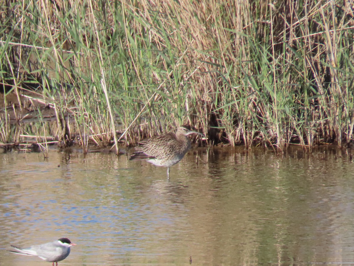 Whimbrel - Sento Ferrer