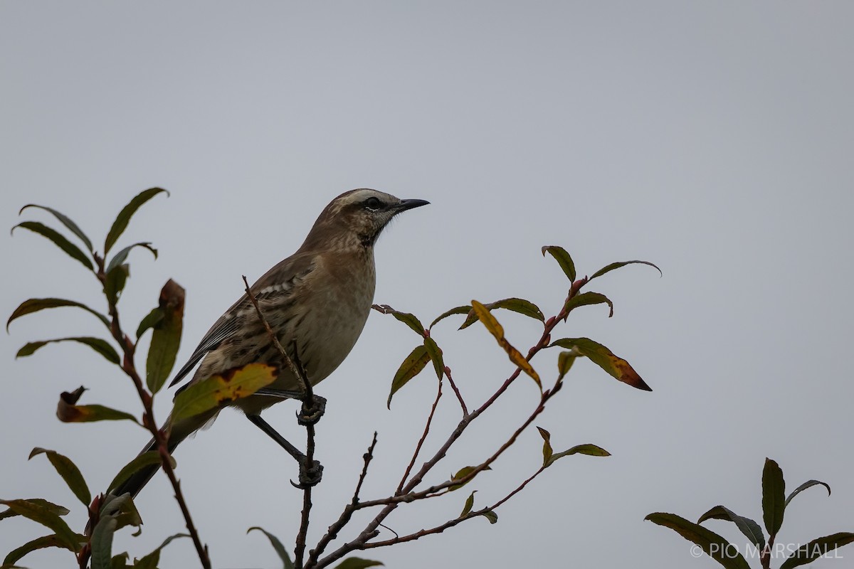 Chilean Mockingbird - ML617623755