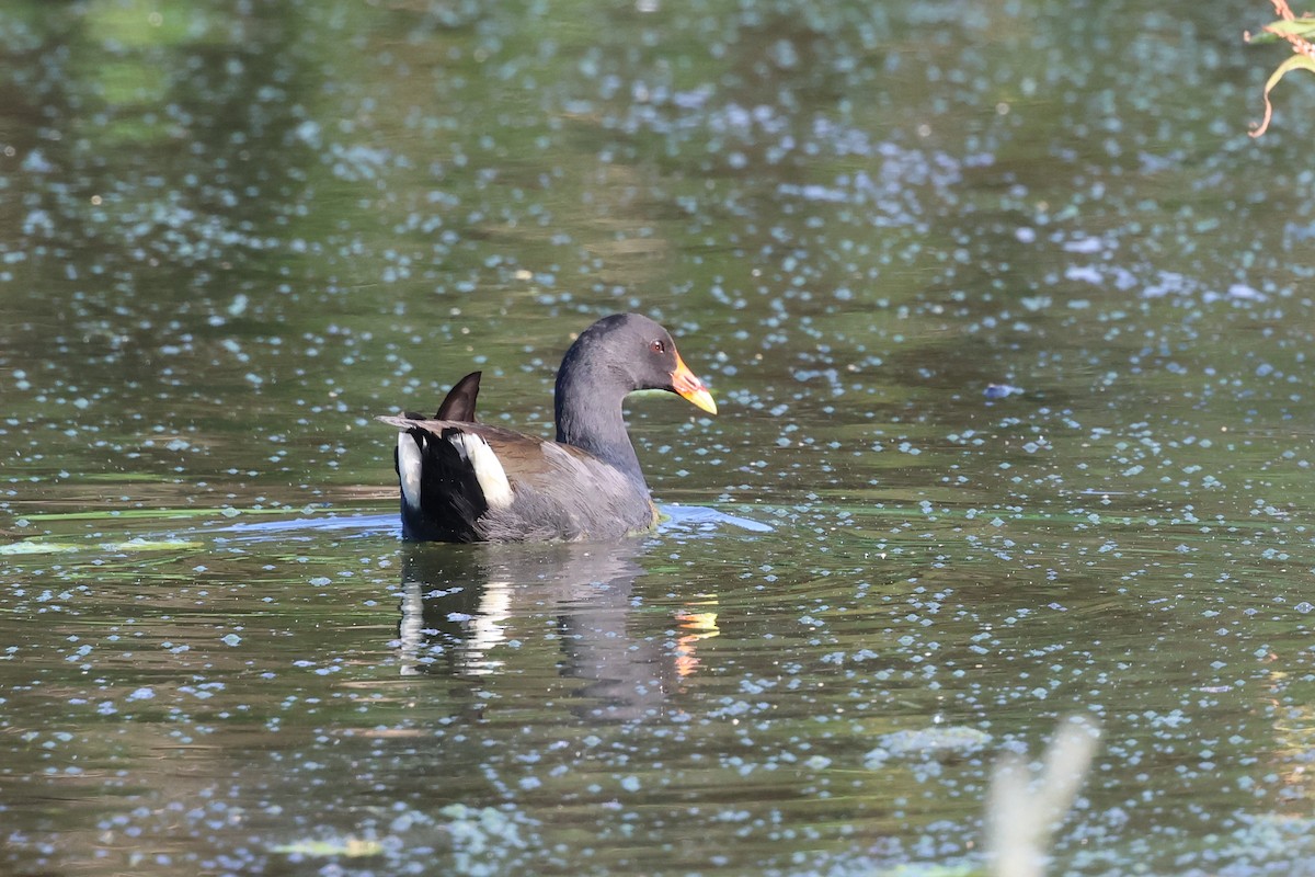 Dusky Moorhen - ML617623756