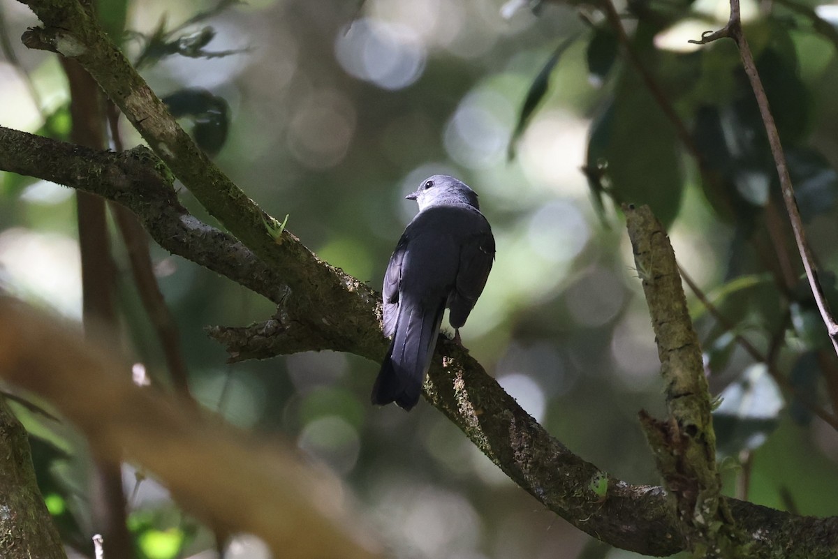 Slate-colored Solitaire - Charles Davies