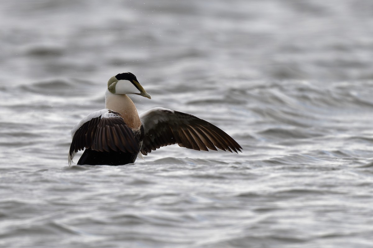 Eider arrunta - ML617623795