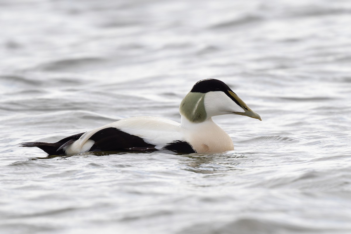 Common Eider - Andreas Stadler