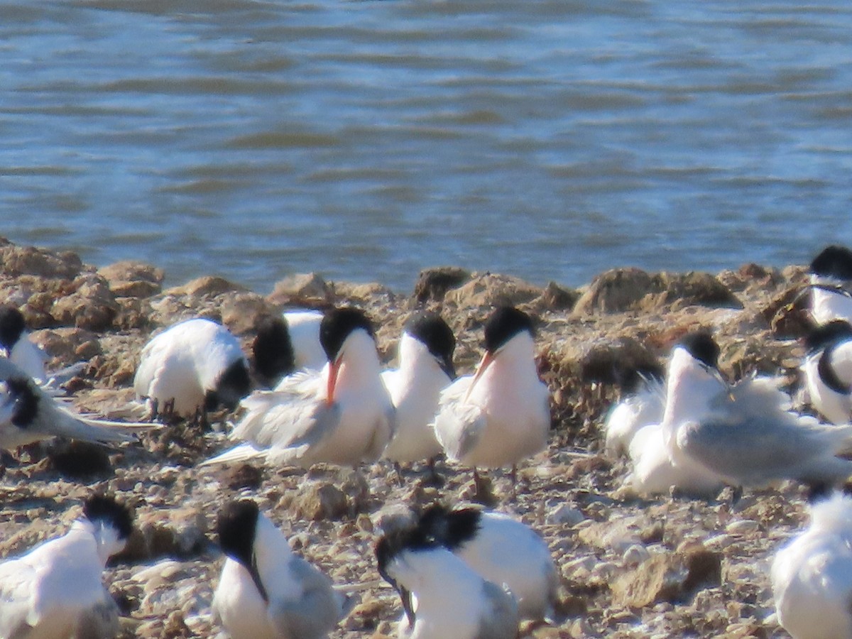 Elegant Tern - Sento Ferrer