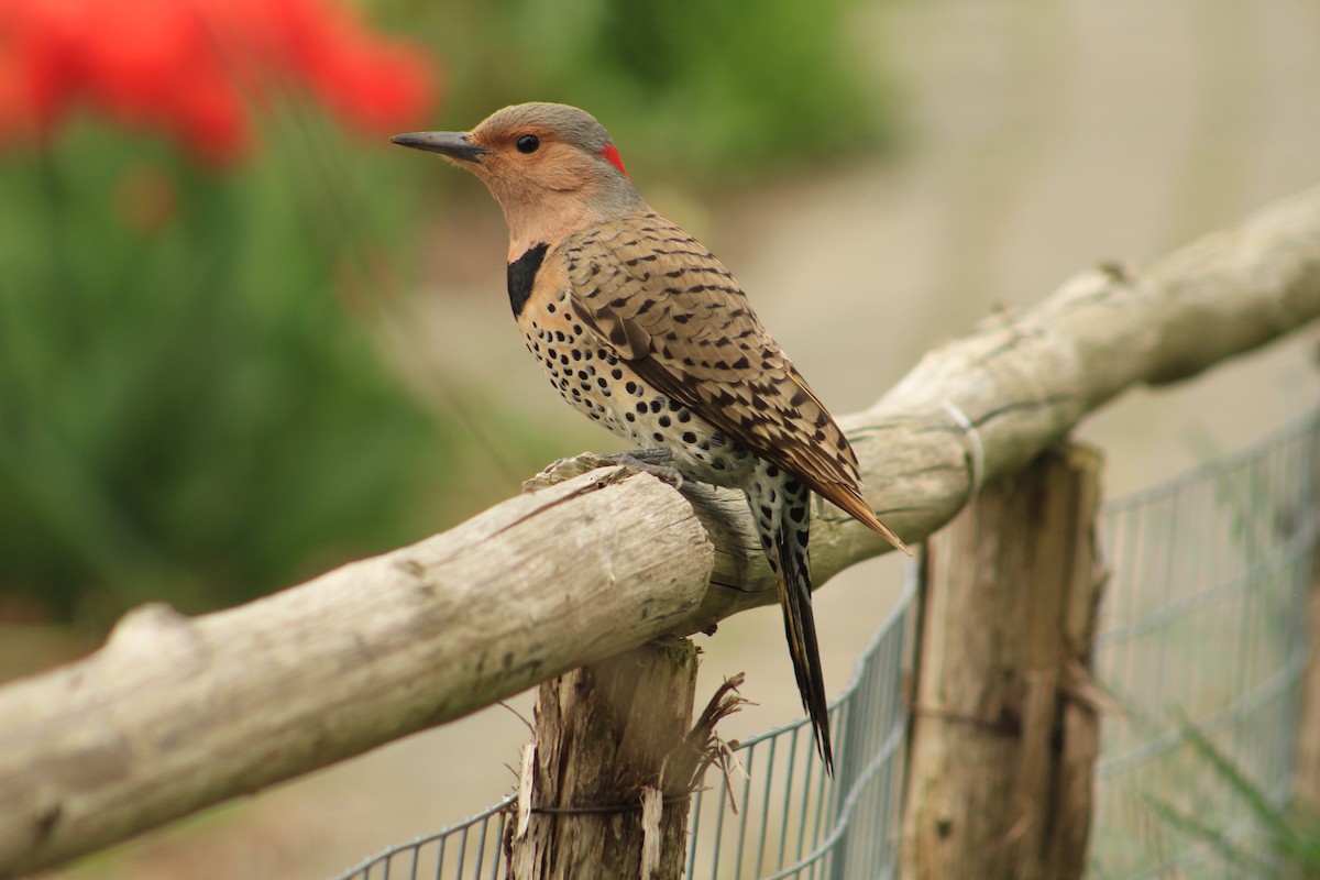 Northern Flicker - ML617623848