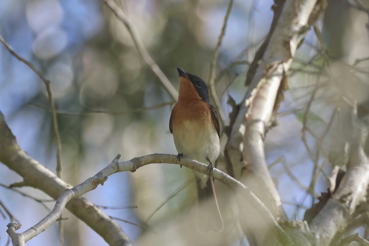 Leaden Flycatcher - ML617623855