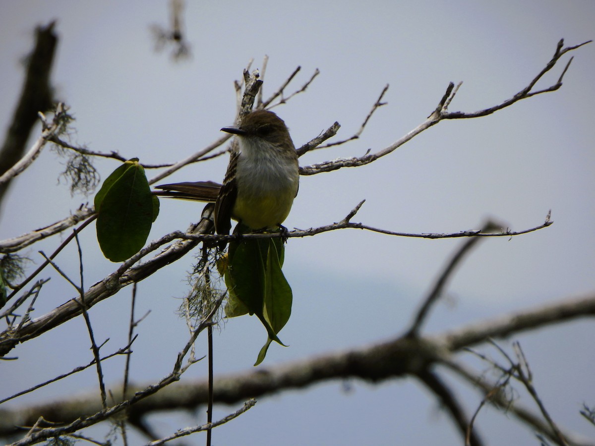 Pale-edged Flycatcher - ML617623866