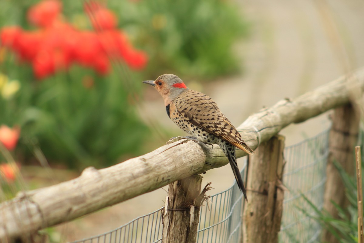 Northern Flicker - ML617623869