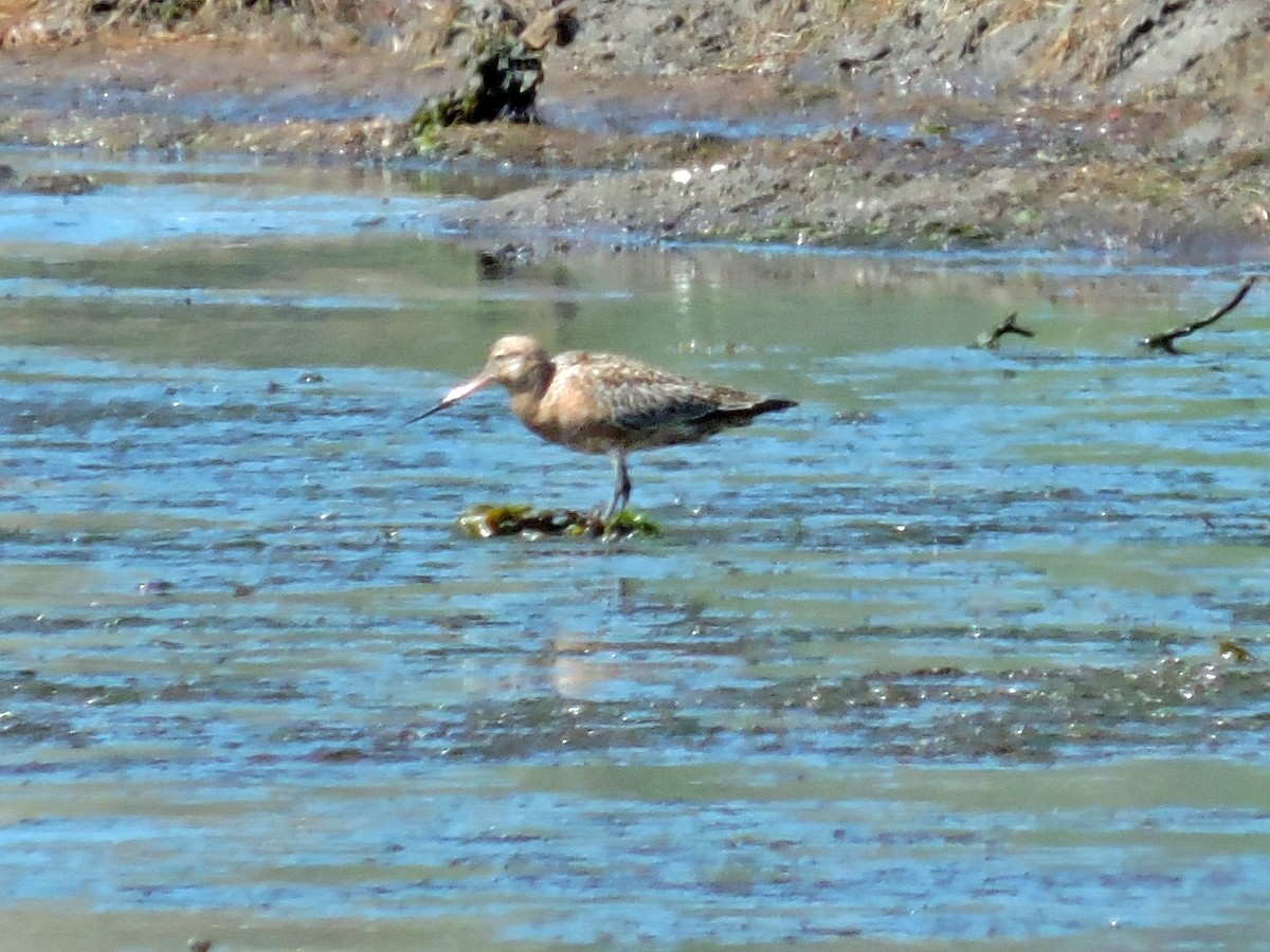 Bar-tailed Godwit - ML617623873