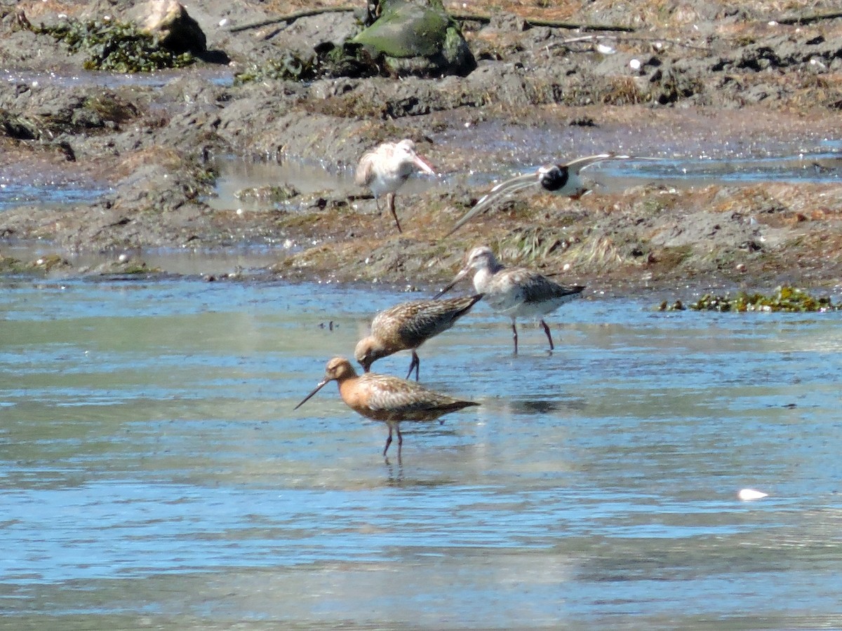 Bar-tailed Godwit - ML617623874