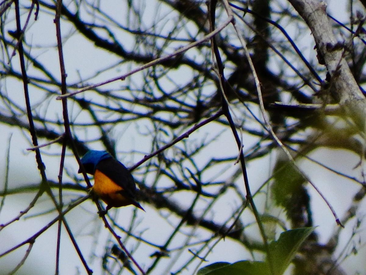 Golden-rumped Euphonia - ML617623878