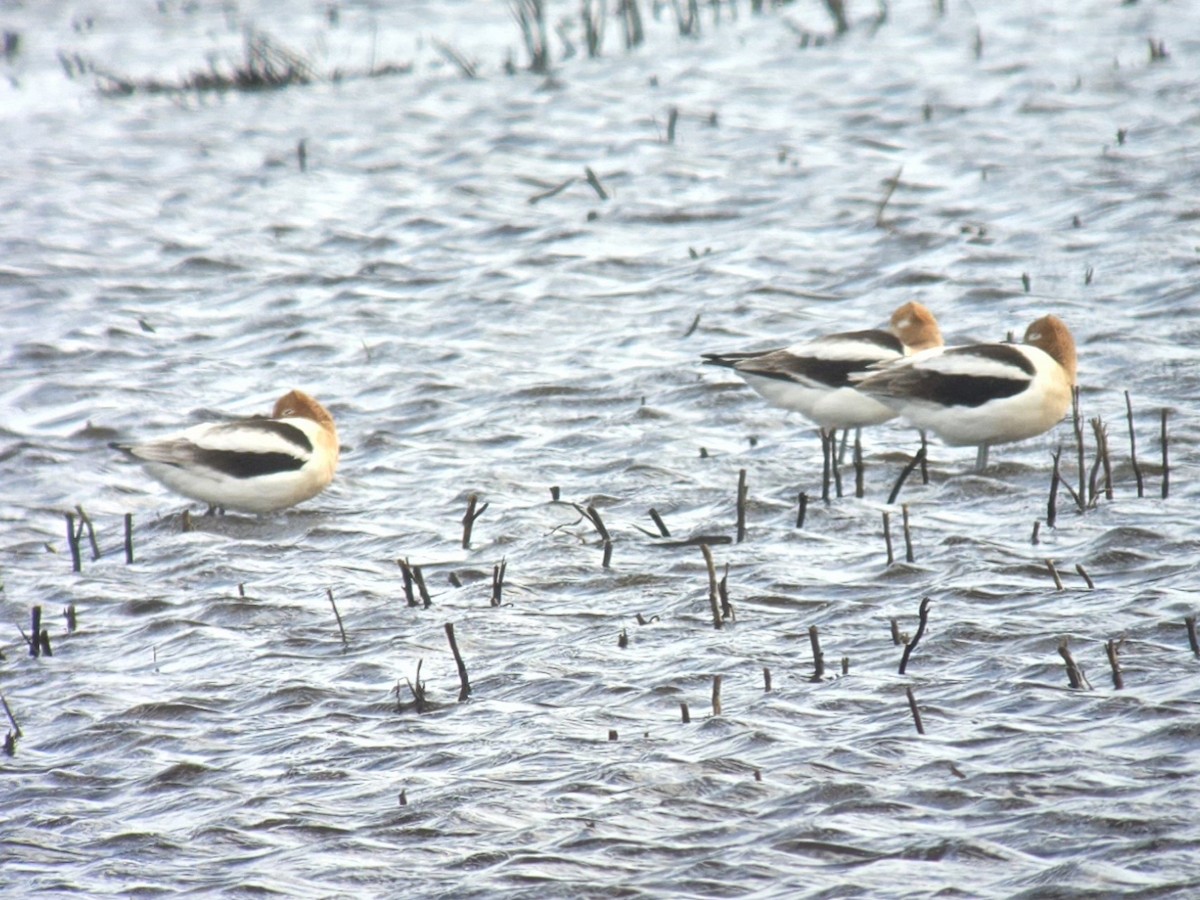 Avocette d'Amérique - ML617623889