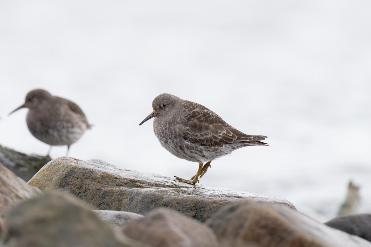 Purple Sandpiper - ML617623890