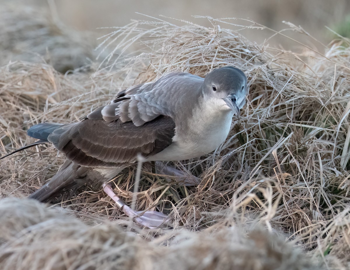 Wedge-tailed Shearwater - ML617623898