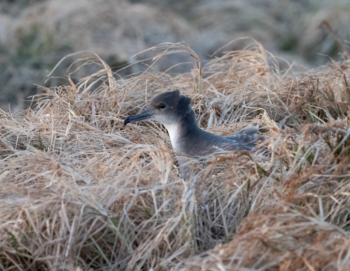 Wedge-tailed Shearwater - ML617623900