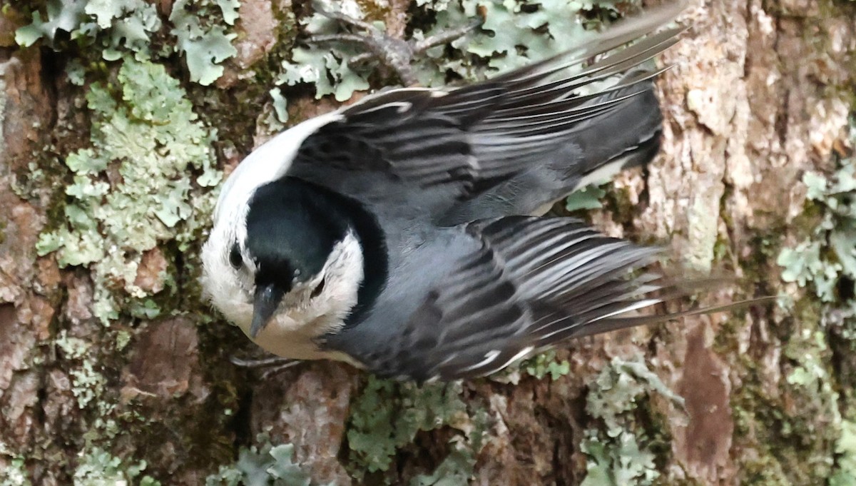 White-breasted Nuthatch - ML617623908