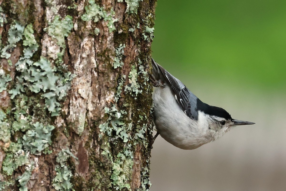 White-breasted Nuthatch - ML617623909
