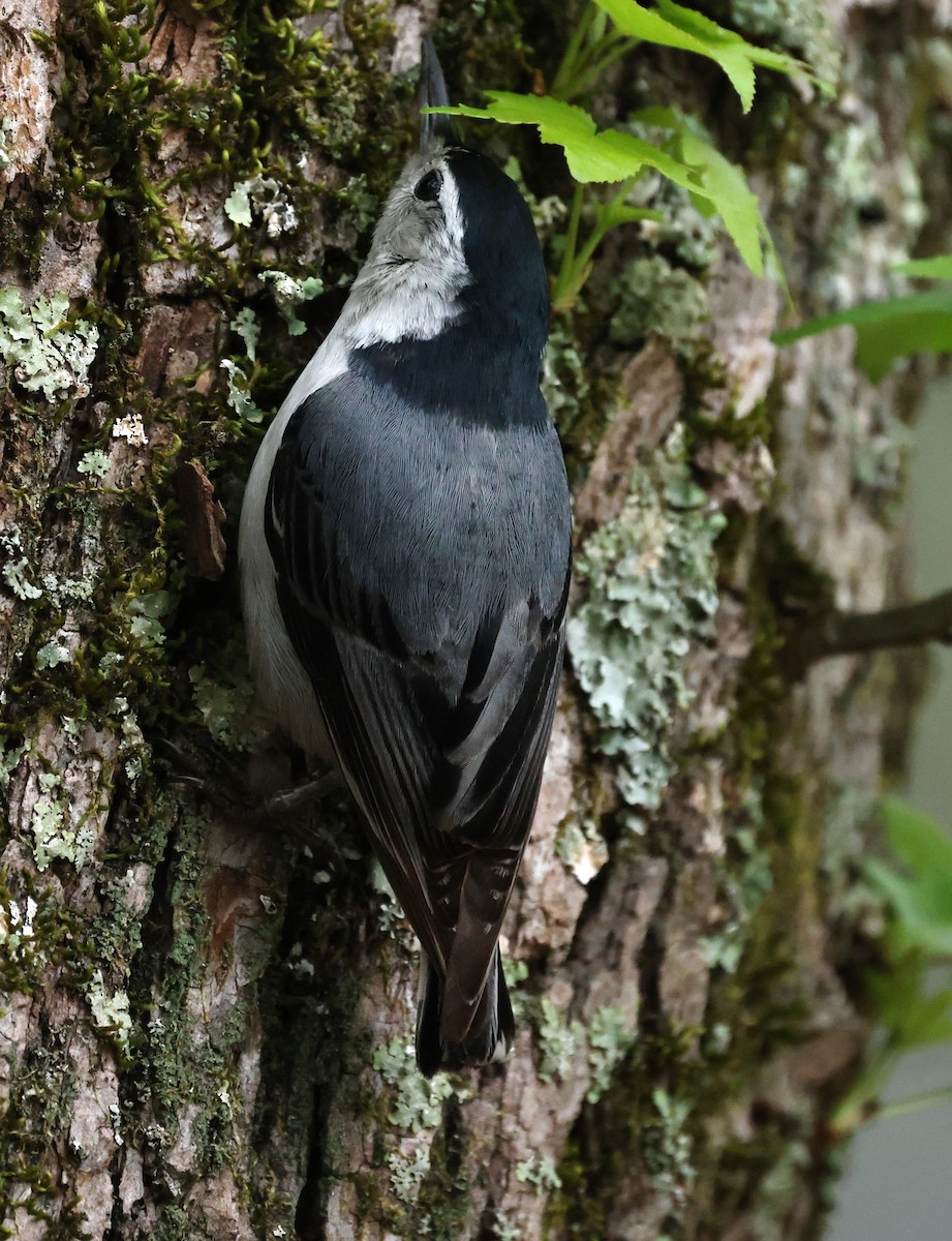 White-breasted Nuthatch - ML617623910