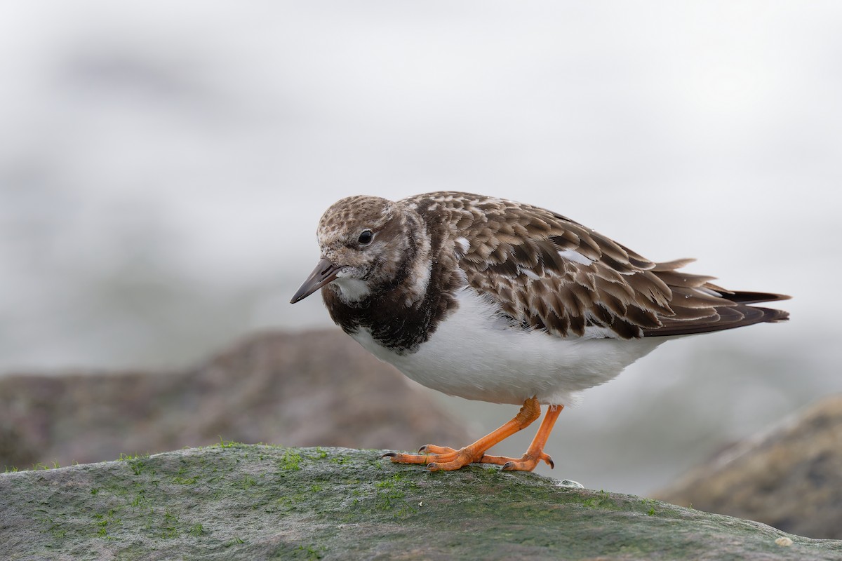 Ruddy Turnstone - ML617623920