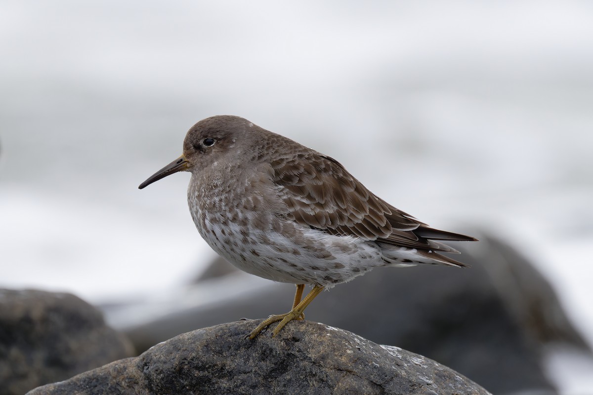 Purple Sandpiper - ML617623932