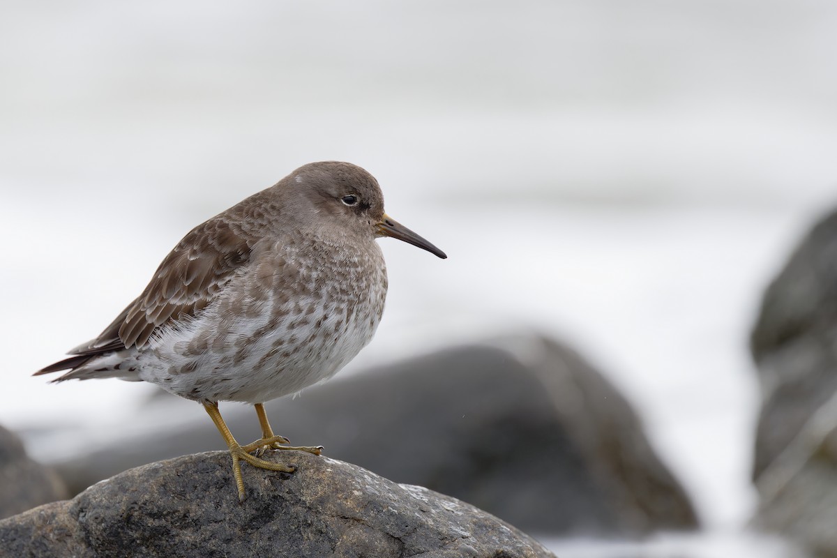 Purple Sandpiper - ML617623944