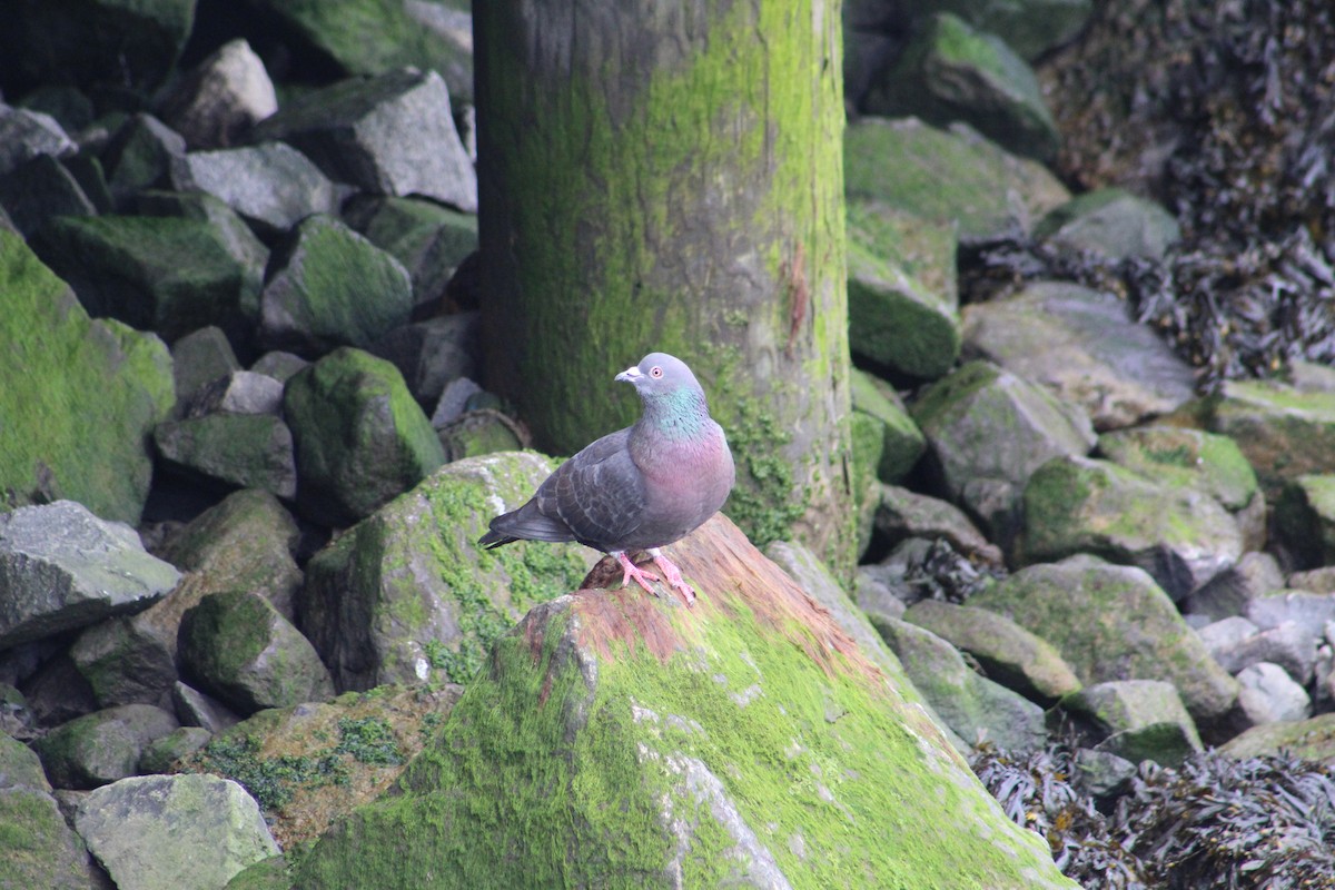 Rock Pigeon (Feral Pigeon) - ML617623967