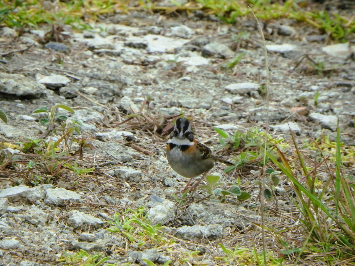 Rufous-collared Sparrow - ML617623968