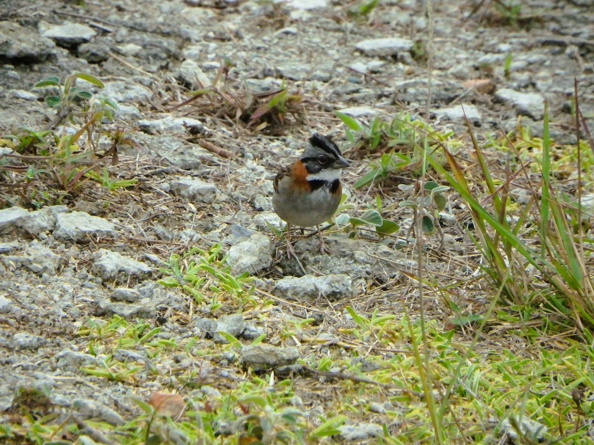 Rufous-collared Sparrow - ML617623972