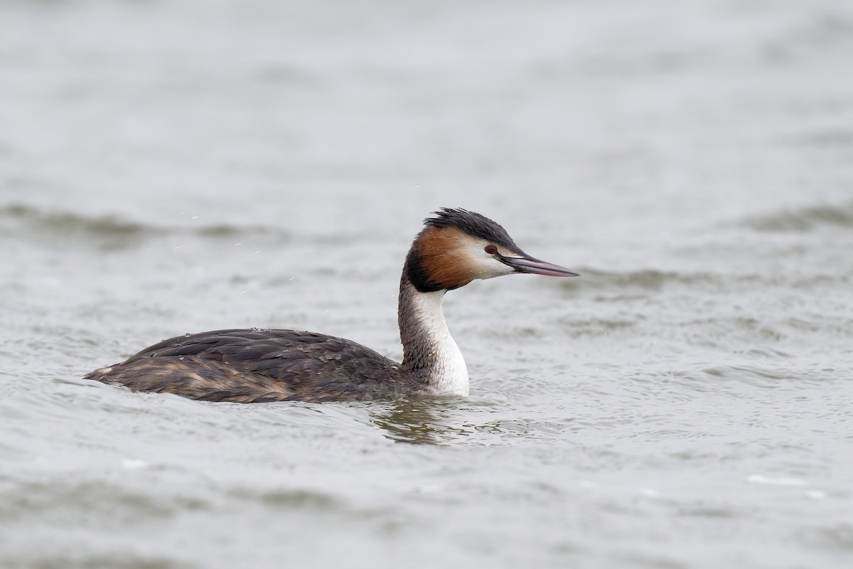 Great Crested Grebe - ML617623977