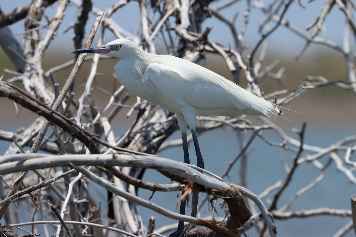 Reddish Egret - ML617623982