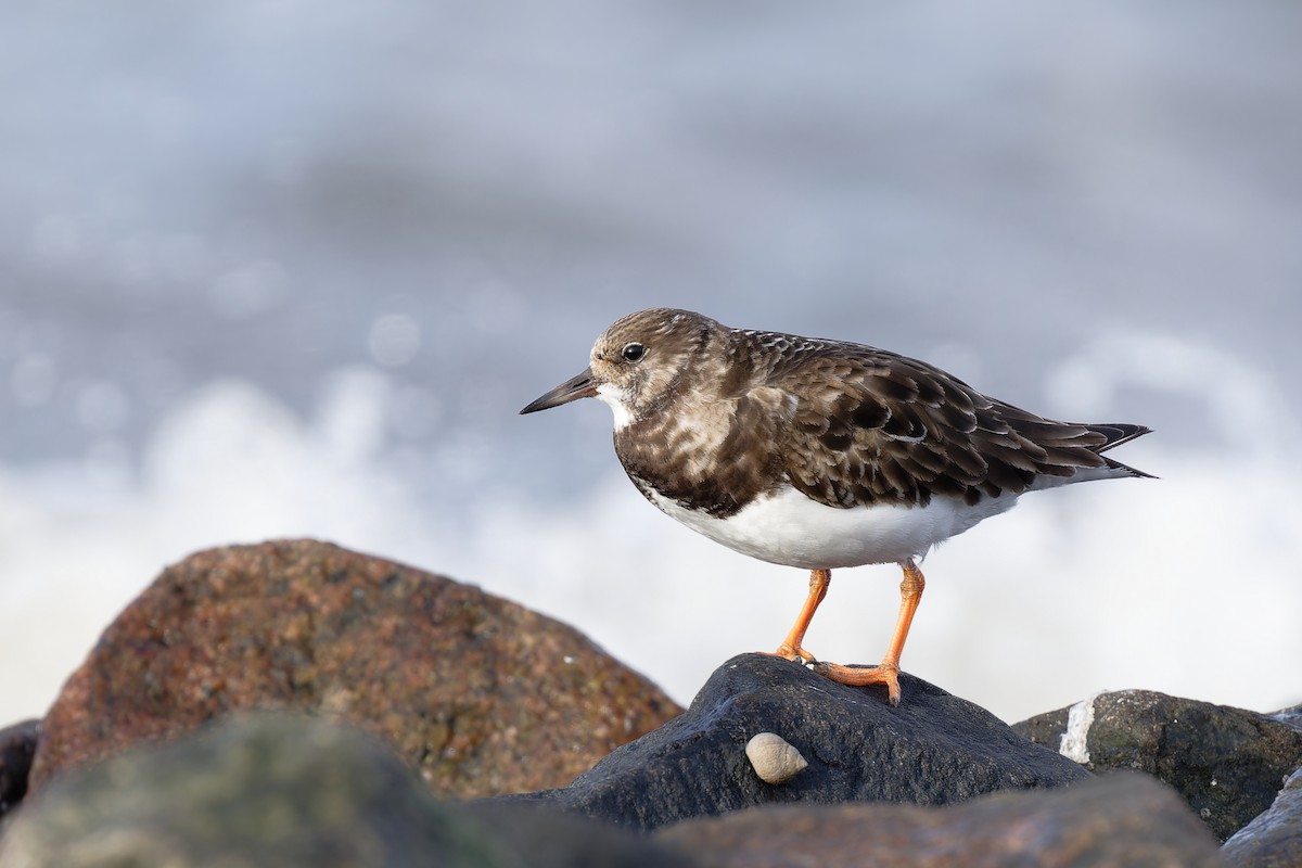 Ruddy Turnstone - ML617623986