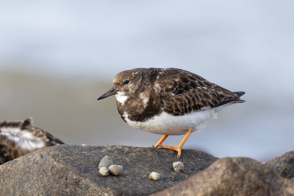 Ruddy Turnstone - ML617624003